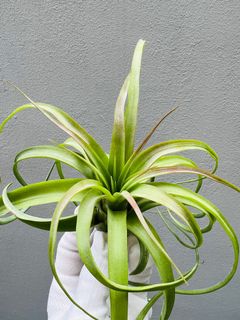 (Category: ) located in . Submitted by epiphytes (Listing ID 1189339183, Image 1). Description: .