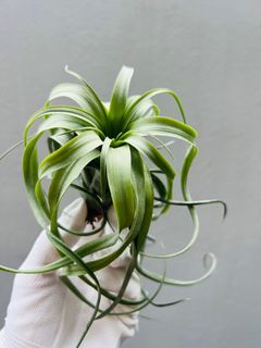 (Category: ) located in . Submitted by epiphytes (Listing ID 1189340004, Image 1). Description: .