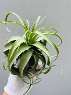(Category: ) located in . Submitted by epiphytes (Listing ID 1189341738, Image 1). Description: .