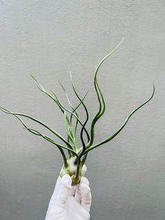 (Category: ) located in . Submitted by epiphytes (Listing ID 1189342273, Image 1). Description: .