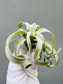 (Category: ) located in . Submitted by epiphytes (Listing ID 1189344794, Image 1). Description: .