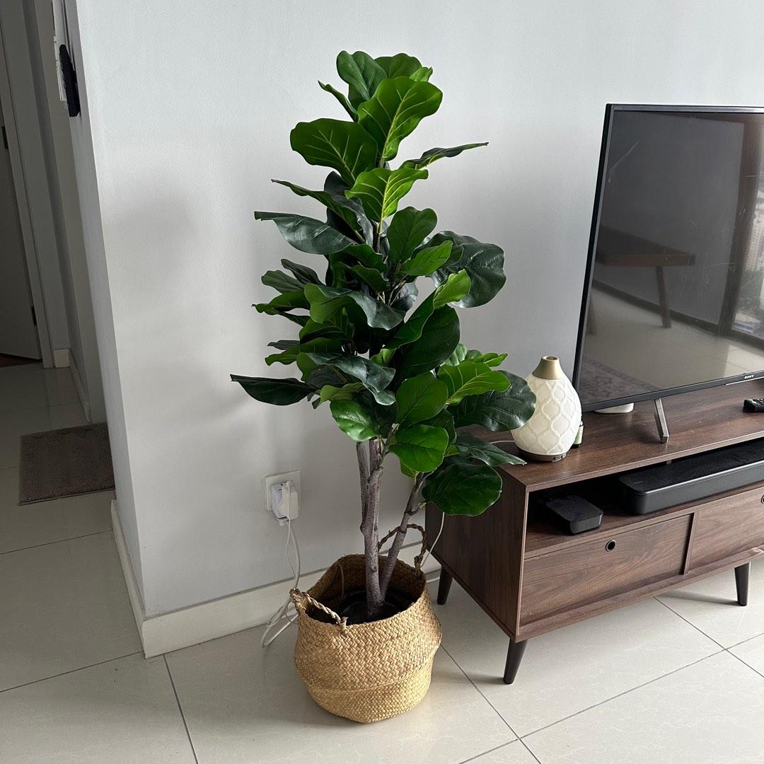 Artifical Fiddle Fig - Pokok Hiasan (120 cm), Furniture & Home Living