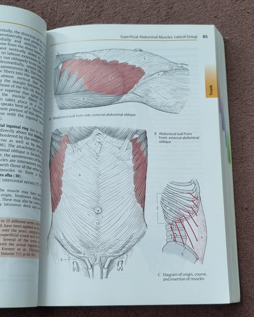 Color Atlas Of Human Anatomy Locomotor System 6th Edition Hobbies And Toys Books And Magazines 