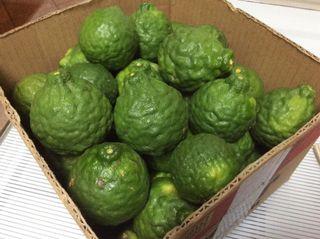 Fresh Kaffir Lime Fruit
