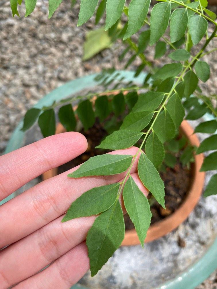 Healthy Curry Leaf Plant 🪴, Furniture Home Living, Gardening