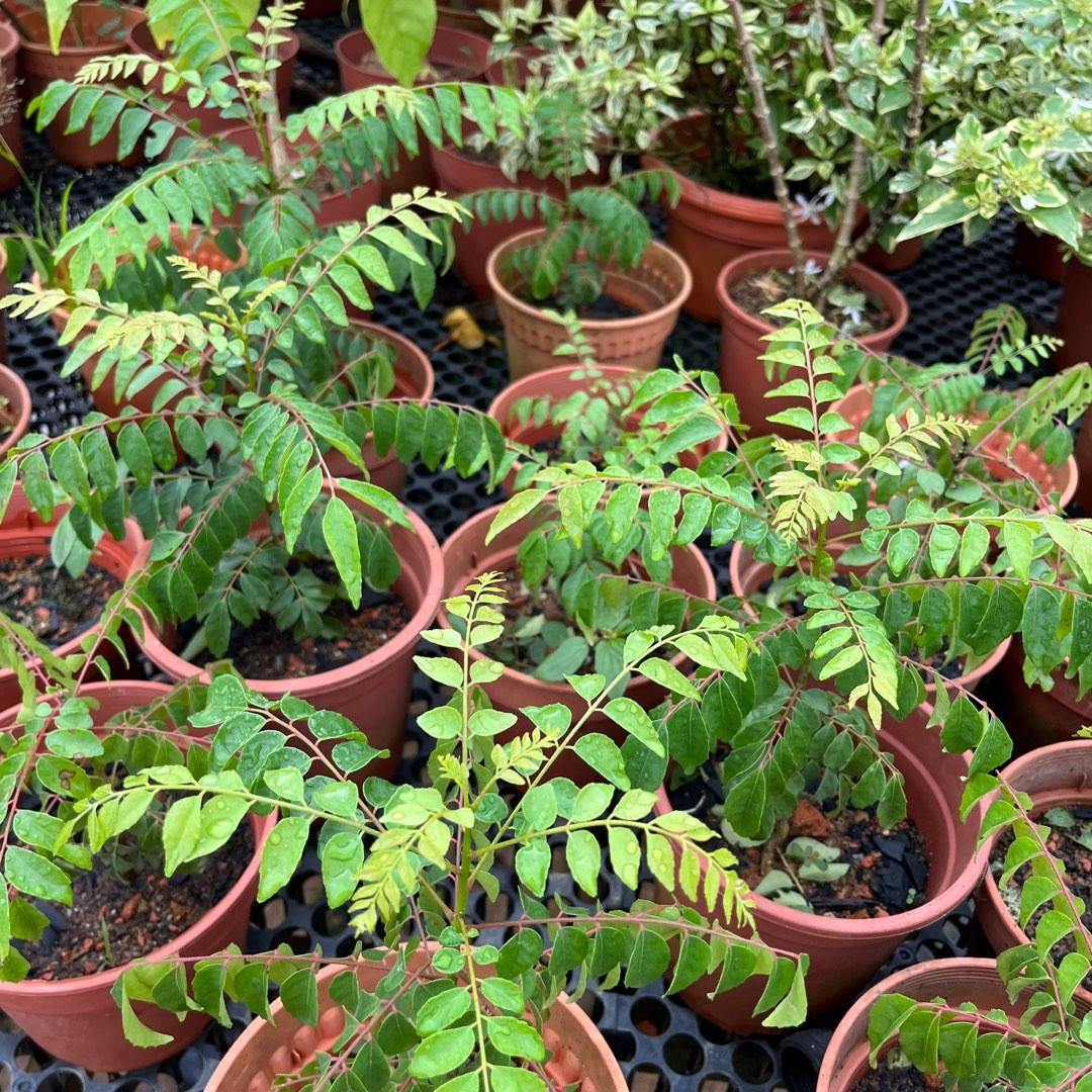 Murraya Koenigii, Indian Curry Tree, Curry Tree (0.2m), Furniture ...