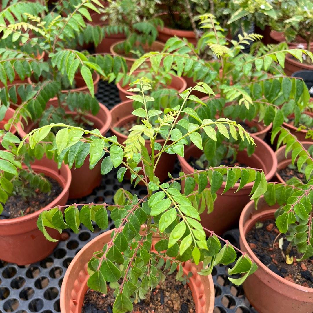 Murraya Koenigii, Indian Curry Tree, Curry Tree (0.2m), Furniture ...