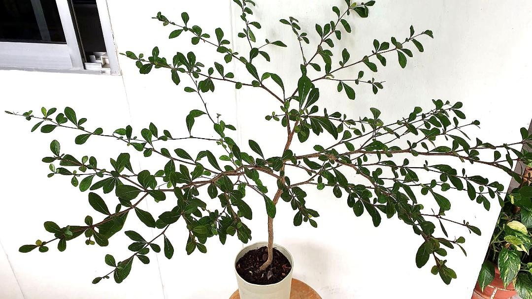 Plant Umbrella tree (Terminalia Mantaly), Furniture & Home Living