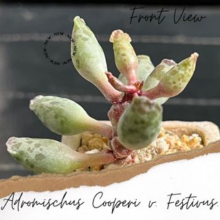 (Category: ) located in . Submitted by Succulent_Paradise (Listing ID 1189391270, Image 1). Description: .