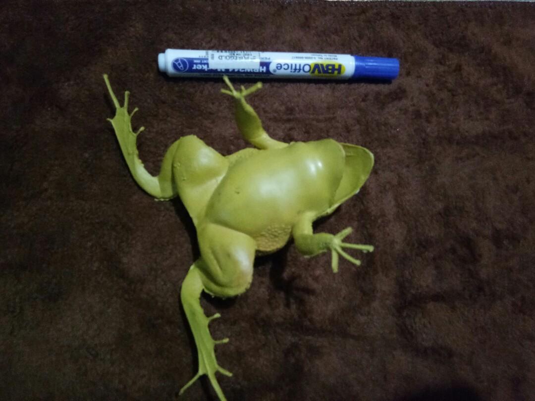Realistic Frog Toy, Hobbies & Toys, Toys & Games on Carousell