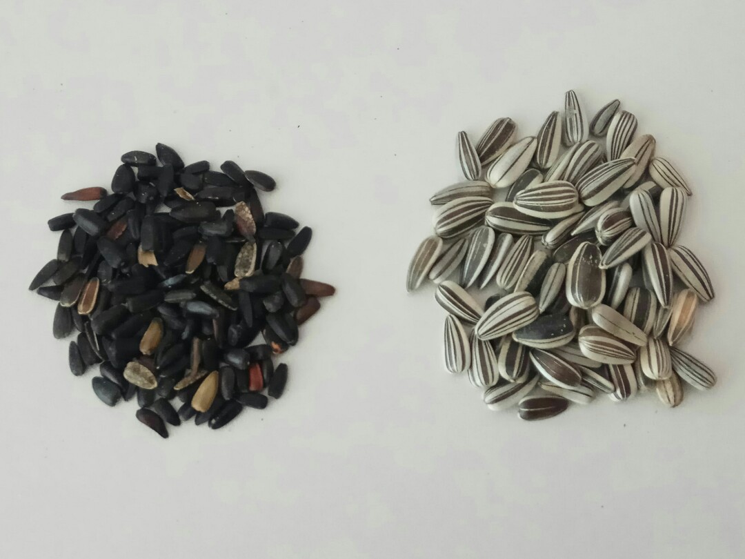 Sunflower seeds for planting (new batch), Furniture & Home Living