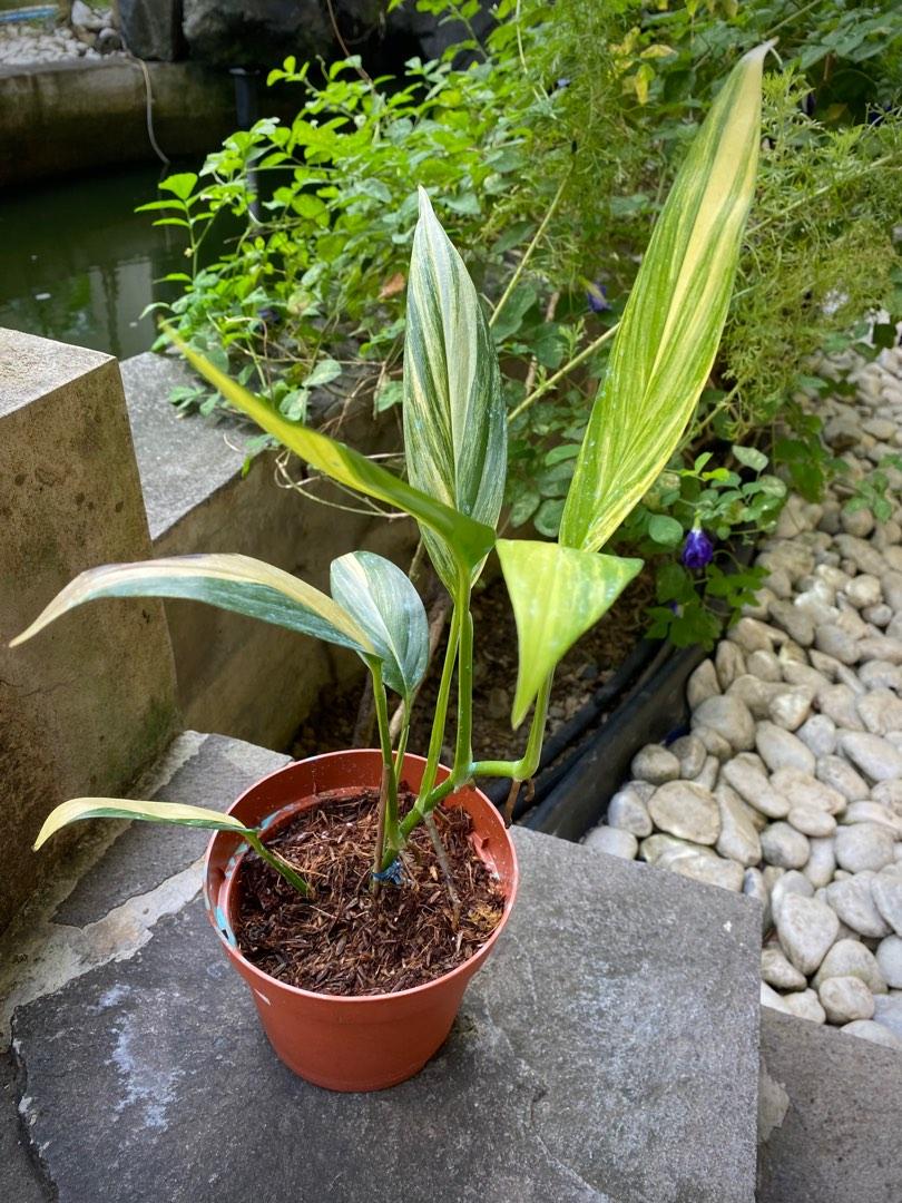 Variegated Philodendron Amplissimum, Furniture & Home Living, Gardening,  Plants & Seeds on Carousell