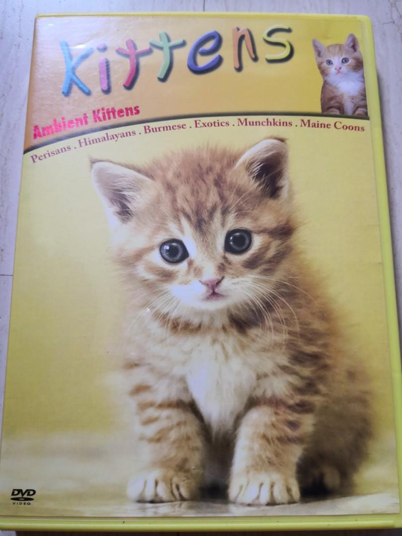 Ambient Kittens Dvd Hobbies And Toys Music And Media Cds And Dvds On Carousell 