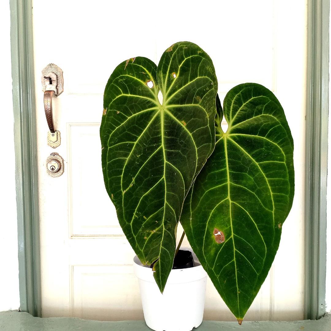 faux hanging plants indoor Fabo Faux Potted Hanging Plant (3.2 Feet) main image 1