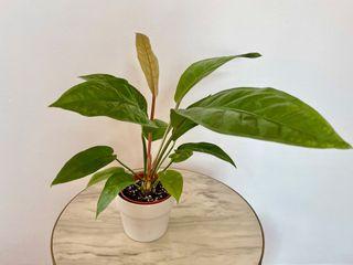 Anthurium Schlectendalii (Pot A)