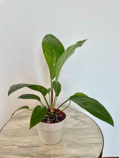 Anthurium Schlectendalii (Pot B)