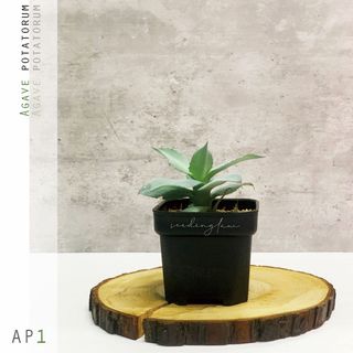（分類：）位於 。 由 seedinglaw946 提交（商品編號 1189539269，圖片 1）。簡介： 。
