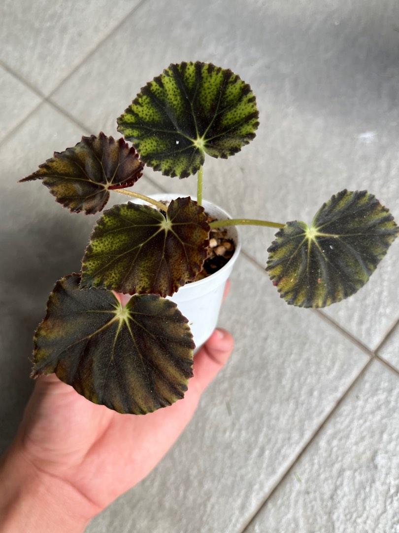 Begonia Mazae Nigricans, Furniture & Home Living, Gardening, Plants