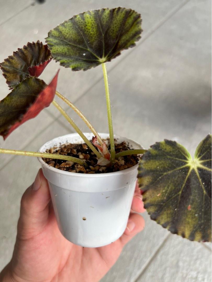 Begonia Mazae Nigricans, Furniture & Home Living, Gardening, Plants