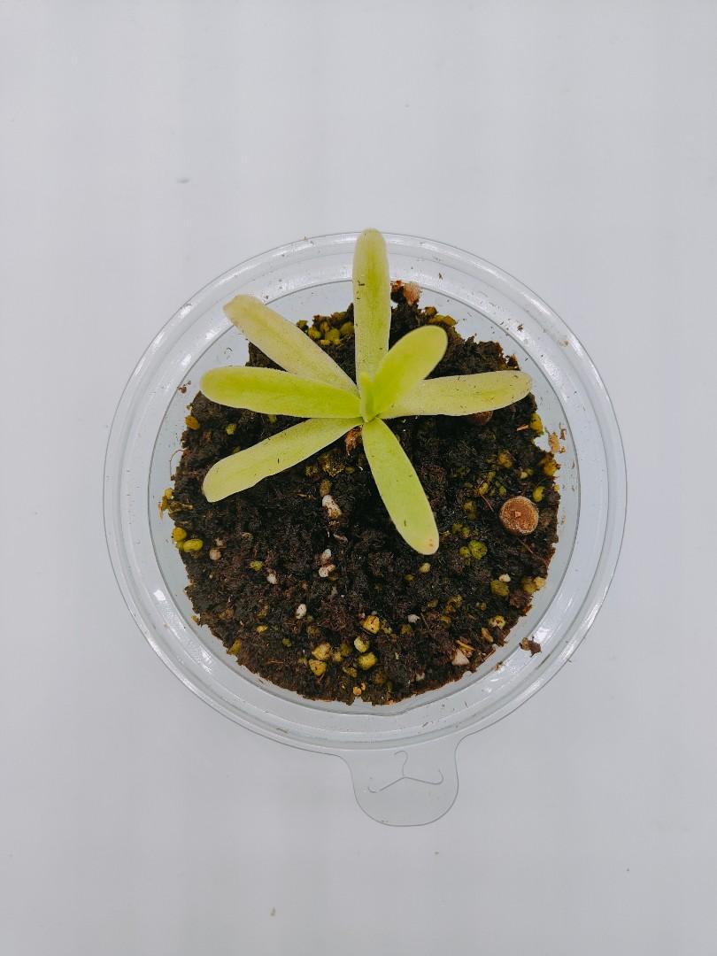 Butterwort (Pinguicula), Furniture & Home Living, Gardening, Plants