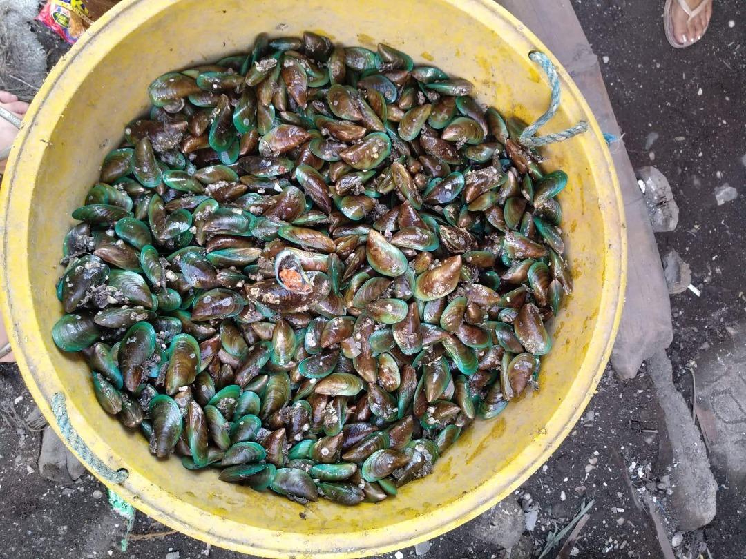 Fresh Tahong, Food & Drinks, Fresh Produce on Carousell