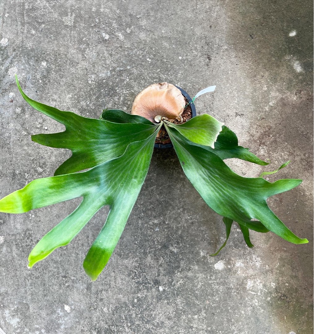 Hillii'Pao Pao' mixed spore Hillii 'Dragon', 傢俬＆家居