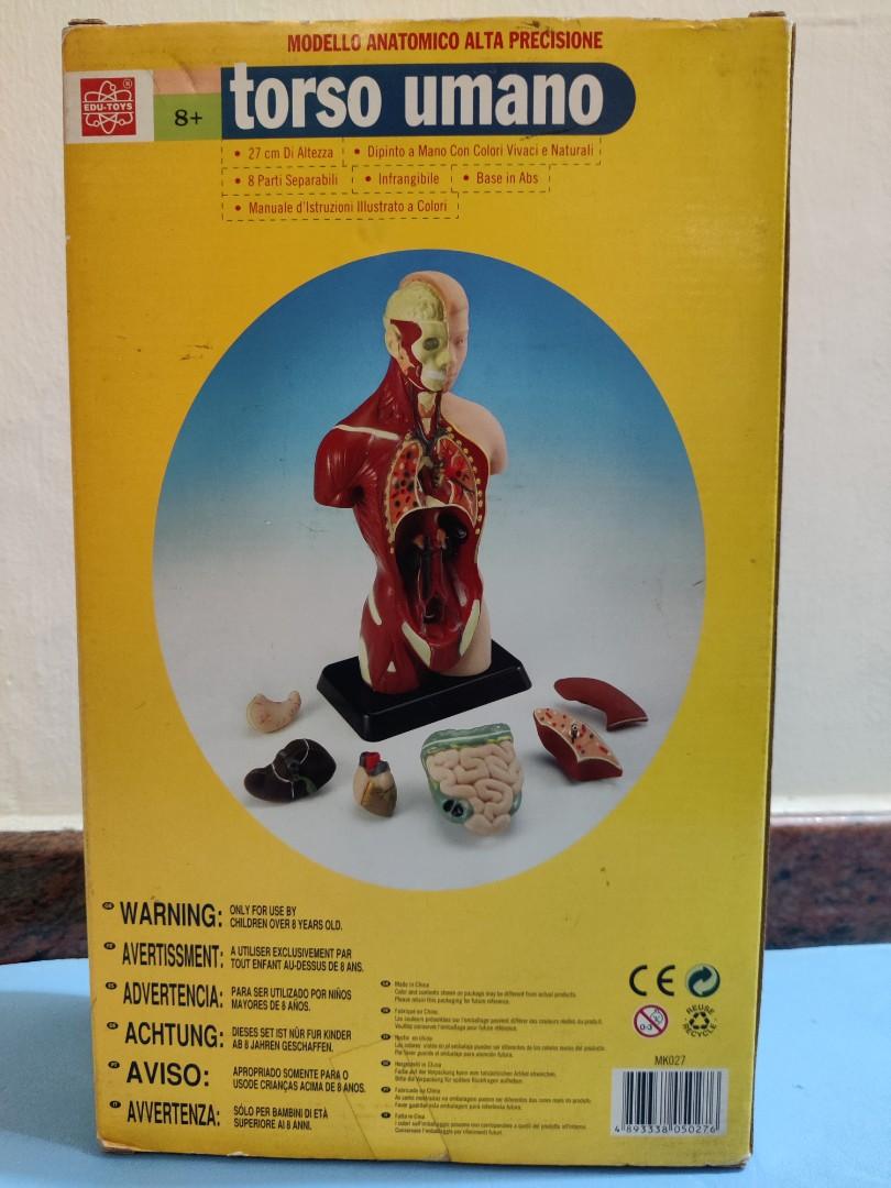 Human torso anatomically accurate model kit, Hobbies & Toys, Toys