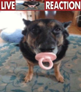 (Category: ) located in . Submitted by corndogstyle (Listing ID 1189693915, Image 1). Description: .