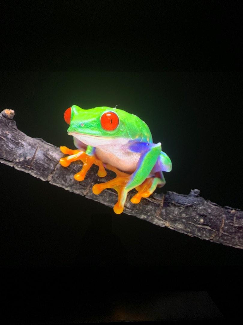 JVC DLA X5900, TV & Home Appliances, TV & Entertainment, Projectors on