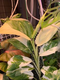 (Category: ) located in . Submitted by justgrowit (Listing ID 1189602464, Image 1). Description: .