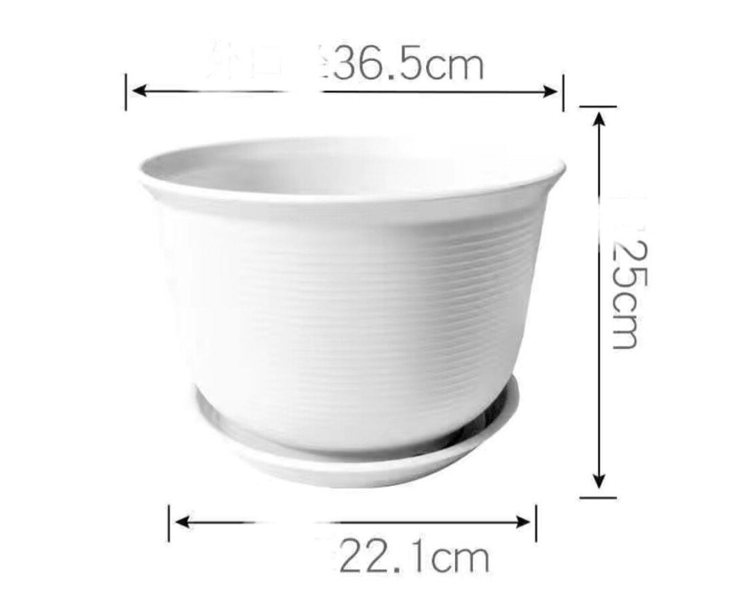 New Big Plant Pot With Saucer Furniture Home Living Gardening Pots camellia-japonica-the-big-plant-nursery