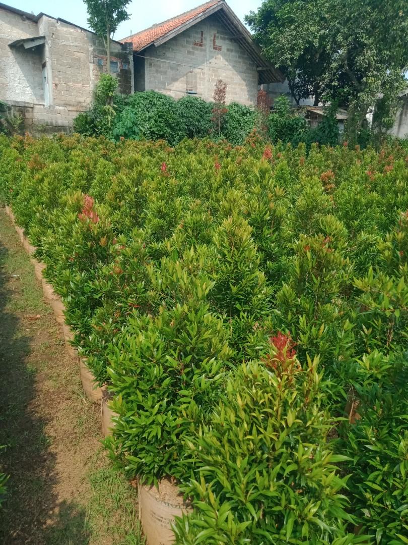Pohon pucuk merah, Perkebunan di Carousell