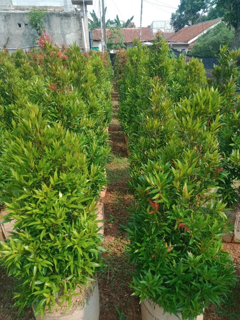 Pohon pucuk merah, Perkebunan di Carousell