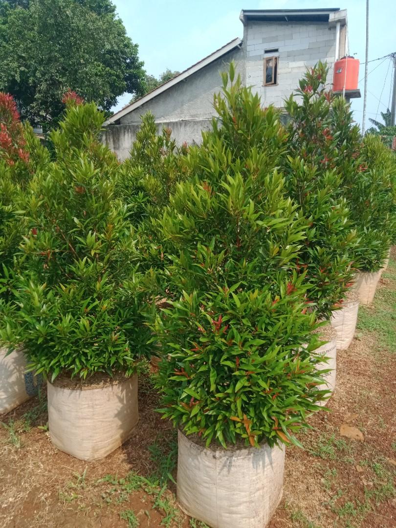 Pohon pucuk merah, Perkebunan di Carousell