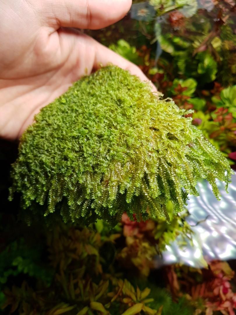aquatic moss