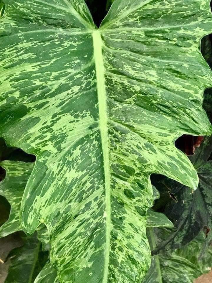 ice succulent plant Corpuscularia lehmannii (Ice Plant)  Succly