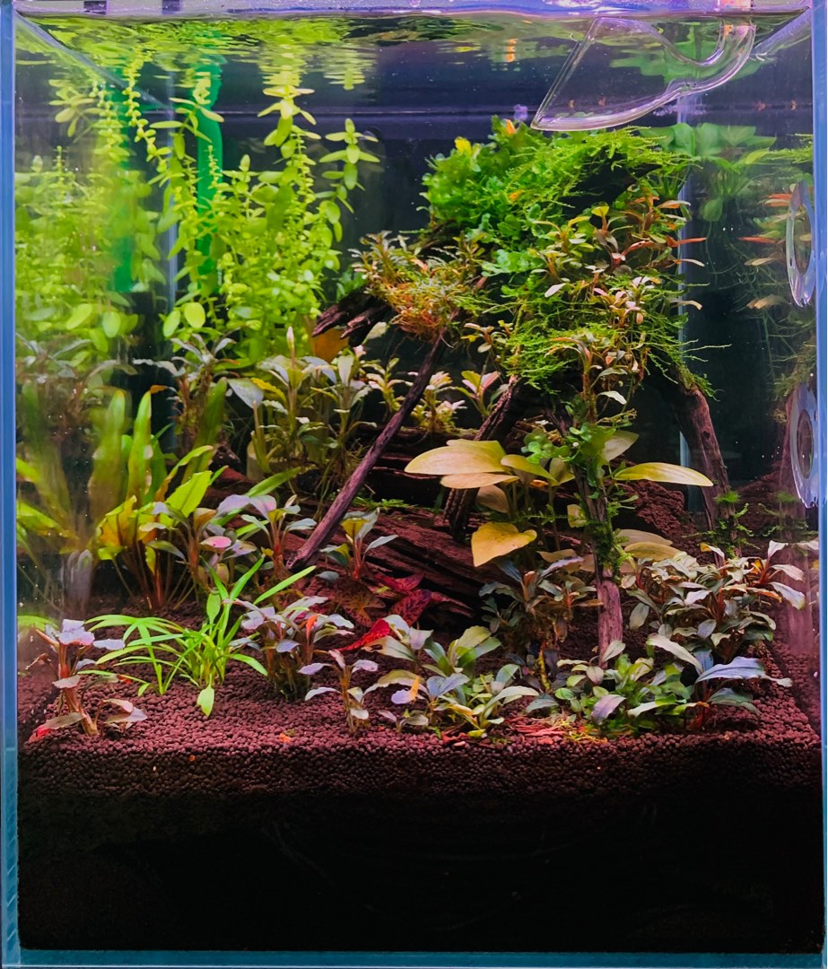 Queta 4-teiliges Edelstahl Aquascaping Werkzeug Set - Mit Schere, Pinzette & Spatel Für Aquarium Pflanzen