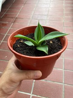 (Category: ) located in . Submitted by milo_teo (Listing ID 1194063203, Image 1). Description: .