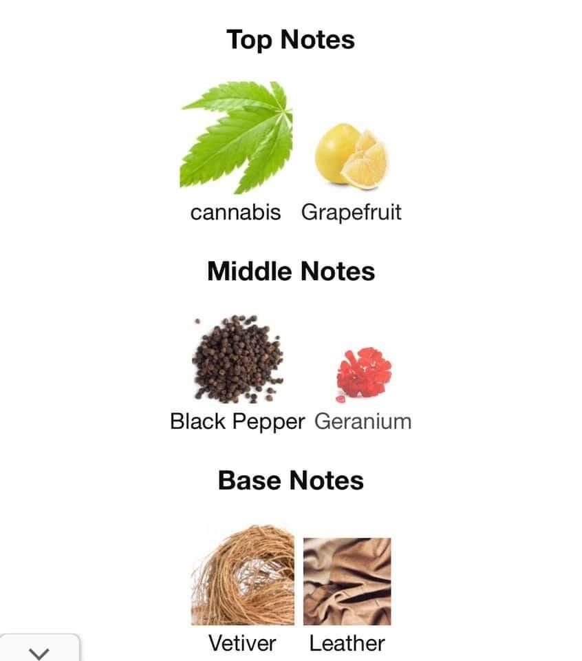 Bad boy hotsell perfume notas