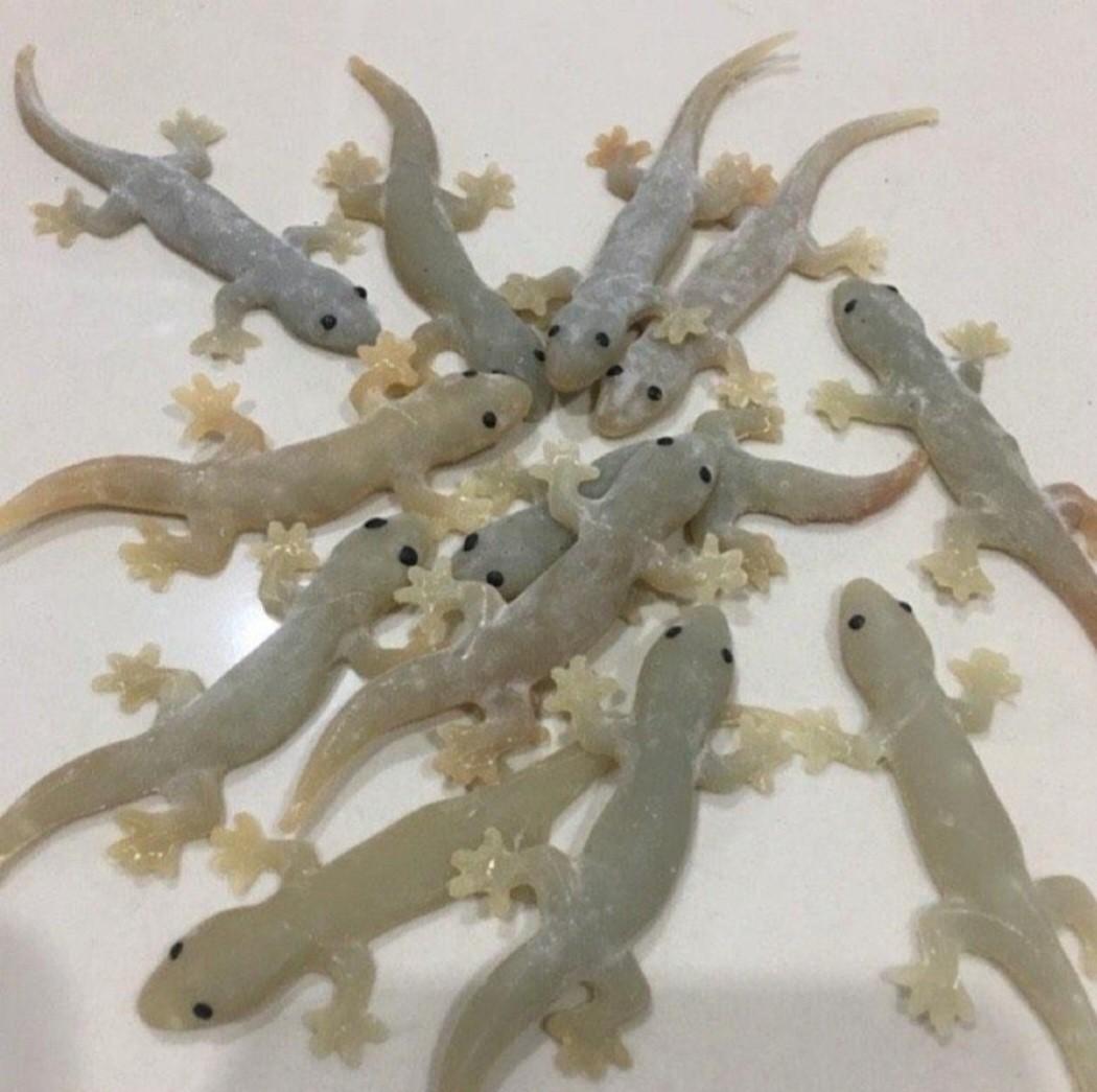 Fake rubber lizard deals