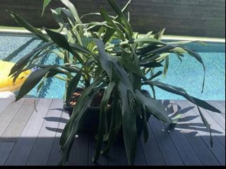 (Category: ) located in . Submitted by abarnao (Listing ID 1194153824, Image 1). Description: .