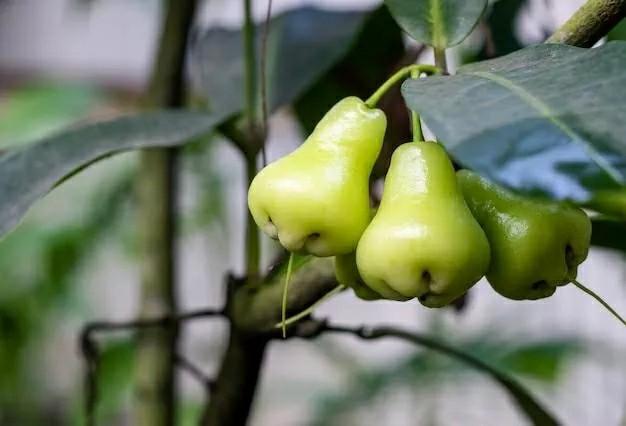 Grafted Makopa Java Apple Bangkok Thai Var (Category: Plants & Seeds) located in Pila. Submitted by lohran2378 (Listing ID 1194142328, Image 2). Description: PLANT DESCRIPTION: There are many fruits in the Philippines that are known for their distinct shape, color, or smell. Among these is the Java apple (Syzygium samarangense), locally known as makopa. Even Filipino riddles or bugtong note the characteristics of the fruit, which are its bell or 