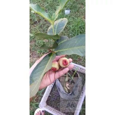 Grafted Makopa Java Apple Bangkok Thai Var, Furniture & Home Living ...