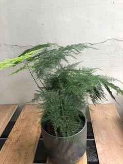 Healthy Asparagus Fern
