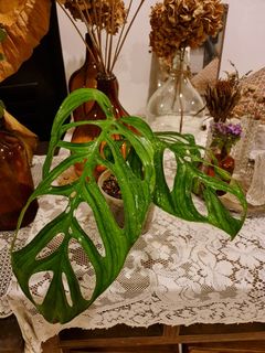 (Category: ) located in . Submitted by ronald.thia.1 (Listing ID 1194125915, Image 1). Description: .