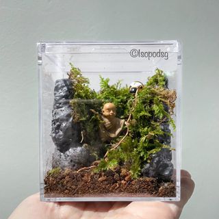 Affordable terrarium soil For Sale, Plants & Seeds