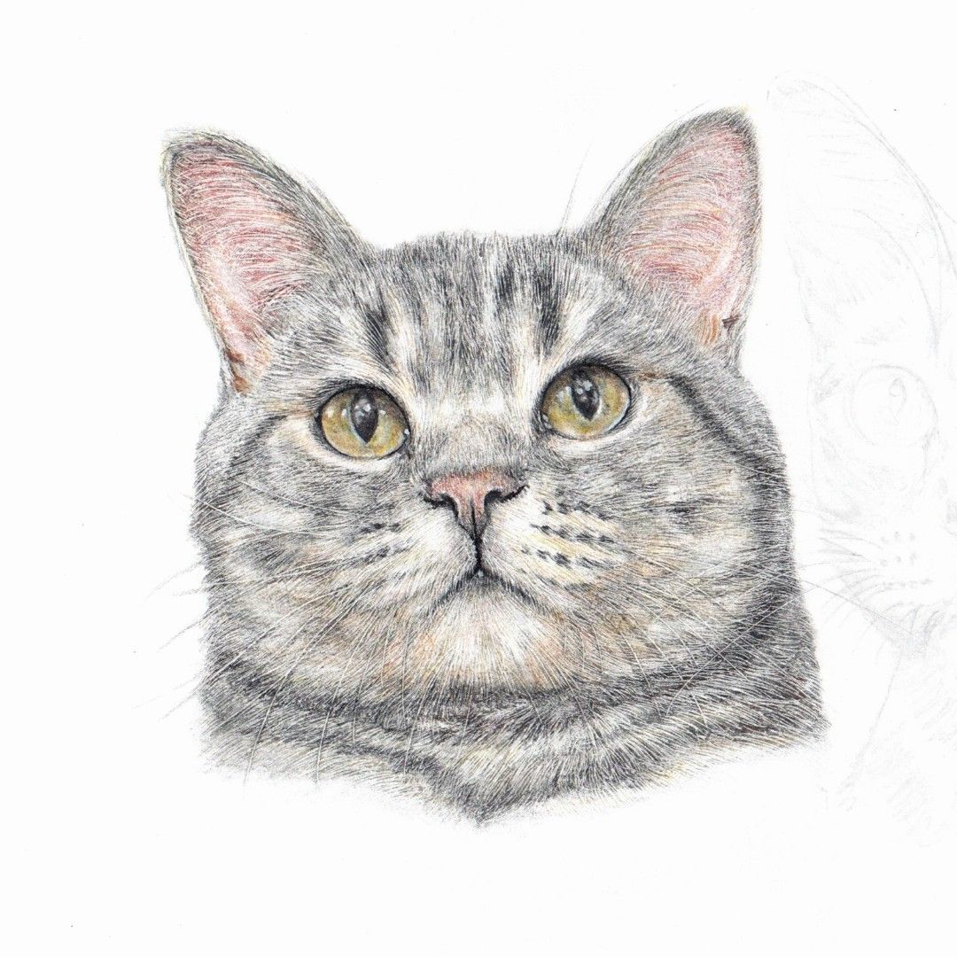 客製化禮物】寵物手繪| 英短| 肖像| 似顏繪| 畫| 貓|, 興趣及遊戲, 手  