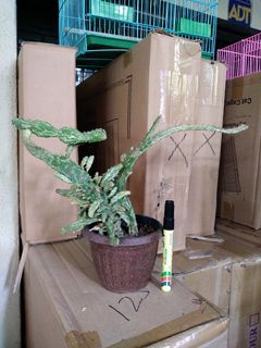 Cactus banyak anak utk di jual