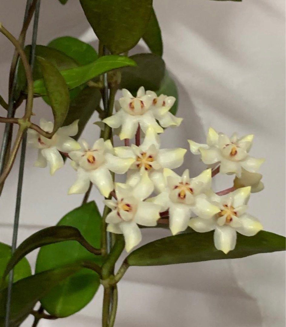 Hoya Elliptica Furniture Home Living Gardening Plants Seeds On