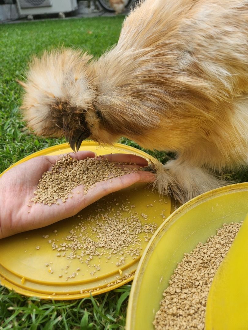 Quail Feed Chicken Feed Bird Feed Crumbles Fine Grain for Chicks and Adults, Pet Supplies, Pet